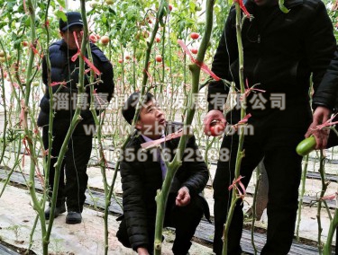 張總與哈薩克斯坦技術(shù)人員進棚區(qū)參觀交流