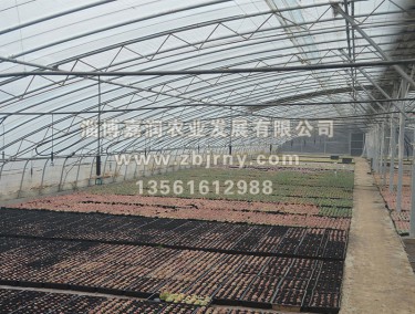 多肉3代棚